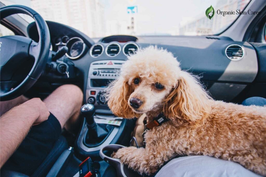 how do you get dog hair out of car carpet
