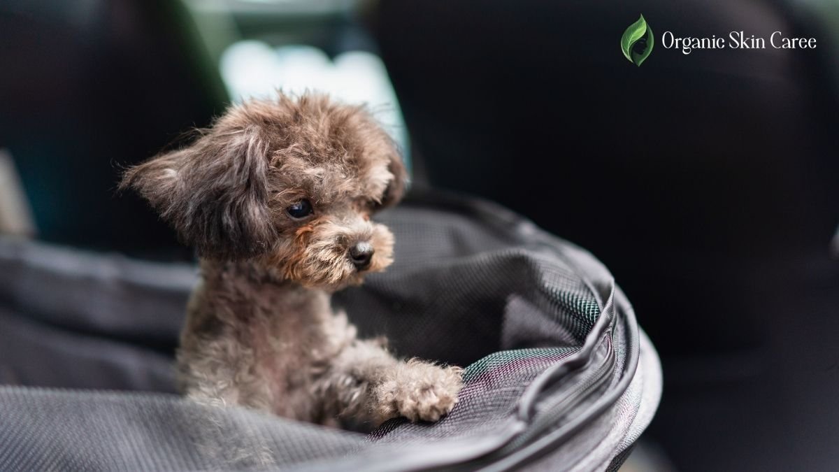 how do you get dog hair out of car carpet